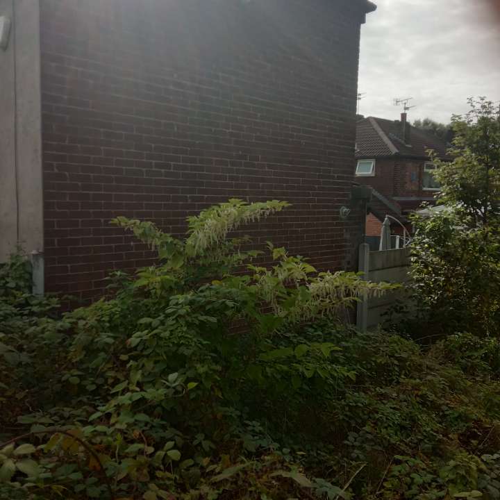 Japanese Knotweed growing against a residential brick wall, requiring professional removal services.