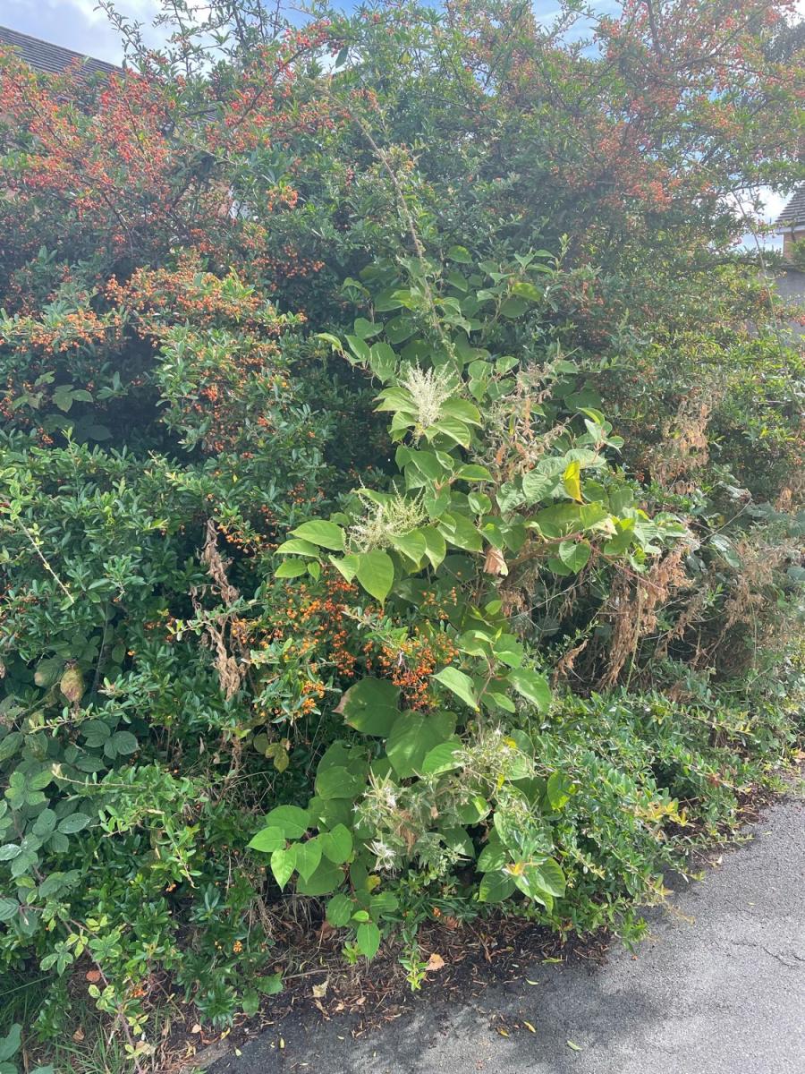 Japanese Knotweed plant with characteristic white flowers blooming amongst other shrubs, illustrating the invasive plant's growth habits.