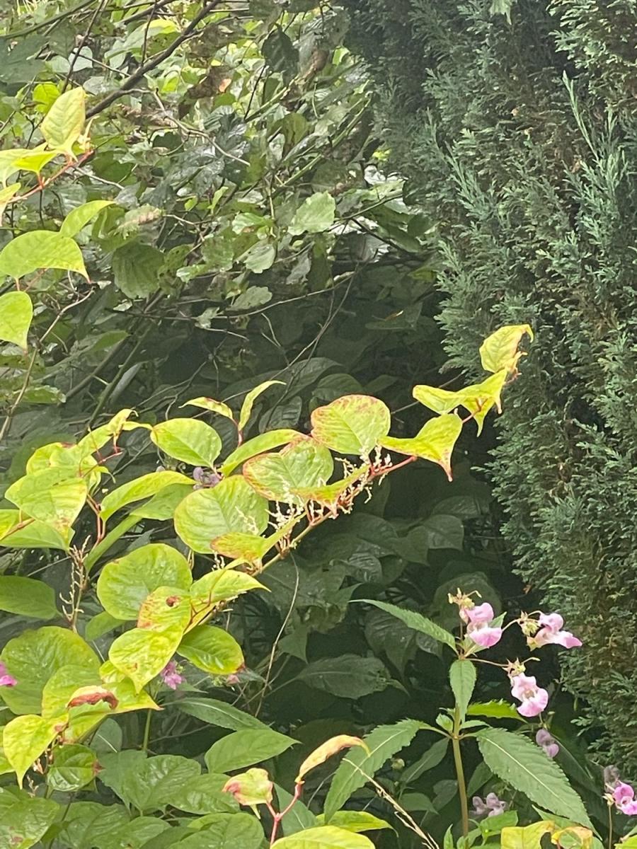 Identifying Japanese Knotweed and Himalayan Balsam growing together in a garden.