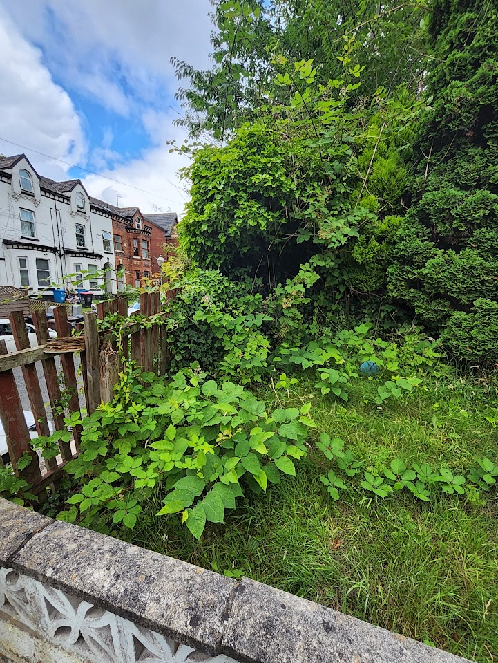 Young Japanese Knotweed shoots spreading along a residential garden fence line in a UK property.