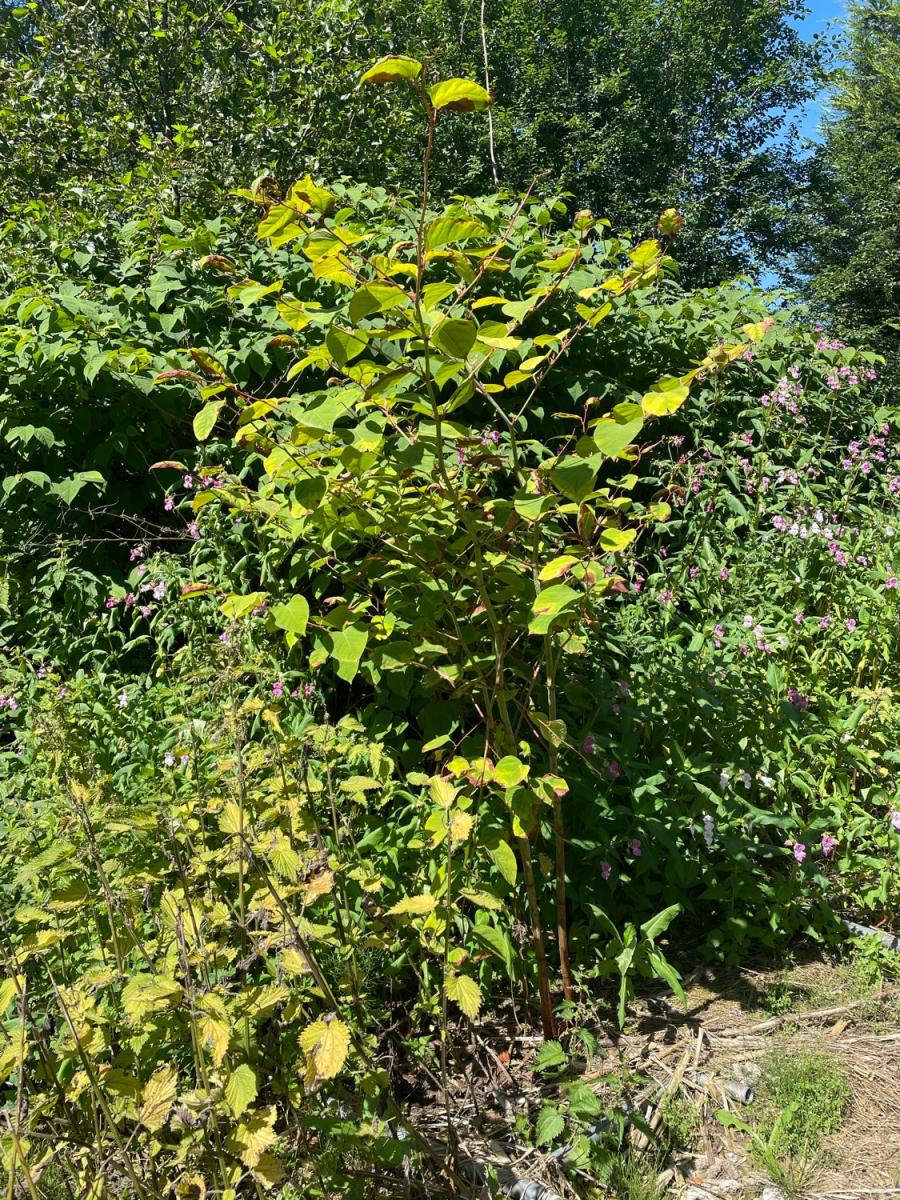 Mature Japanese Knotweed plants growing in a wild, unmanaged outdoor area.