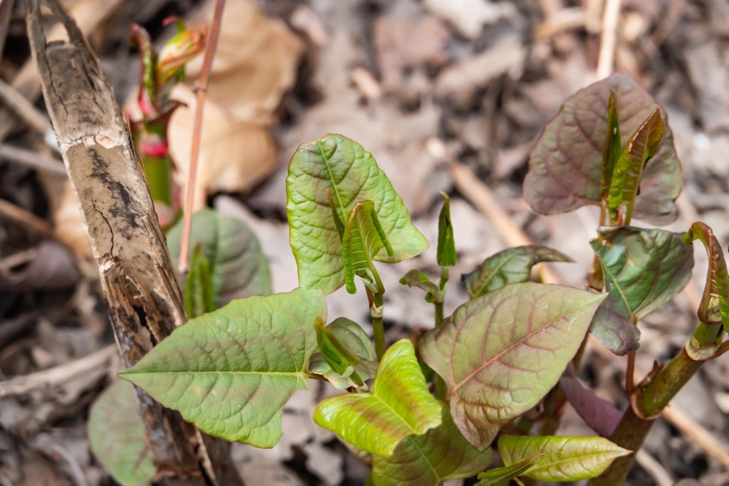 Japanese Knotweed forming dense stands in spring with bamboo-like stems