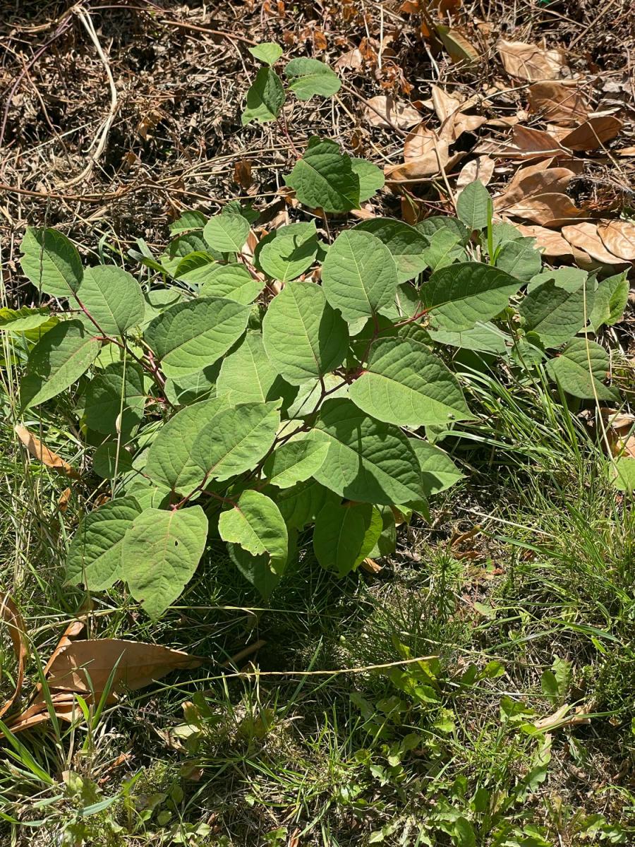Japanese Knotweed foliage growing low in a grassy area, signifying potential spread.