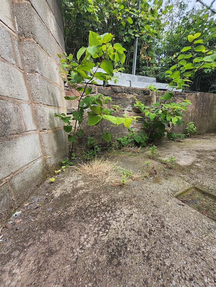 Small Japanese Knotweed shoots growing through concrete near a brick wall, indicating a potential infestation needing professional survey.