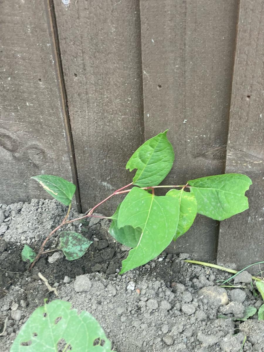 Close-up of a small, young Japanese Knotweed shoot emerging from soil near a wooden fence.