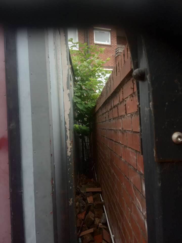 Japanese Knotweed growing in a narrow alleyway against a brick wall, causing potential structural damage.