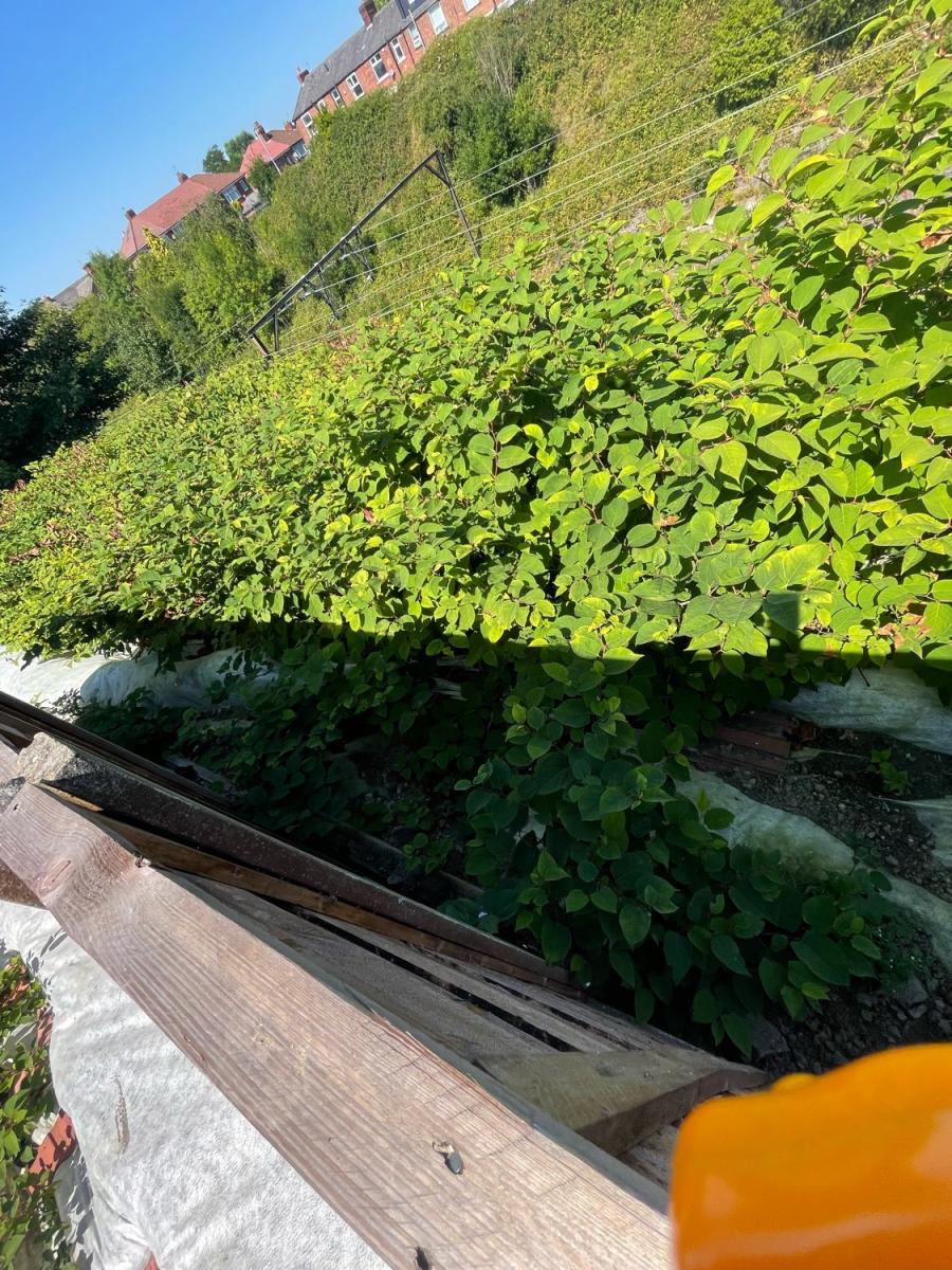 Professional excavation of Japanese Knotweed with protective membrane.