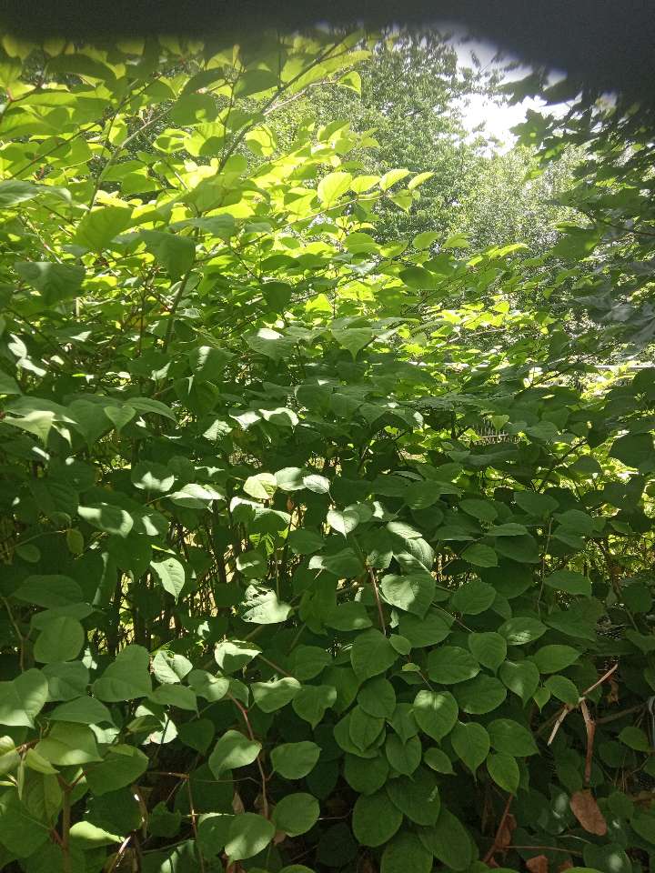 Extensive growth of Japanese Knotweed filling a section of a garden.