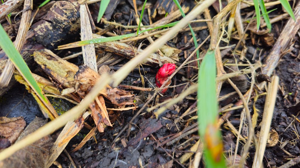Japanese Knotweed in Spring in Doncaster