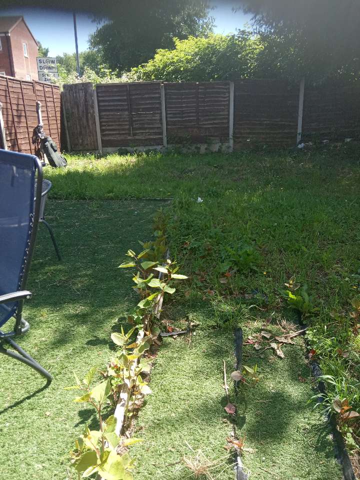 Small Japanese Knotweed growth surveyed in a residential backyard near a wooden fence.