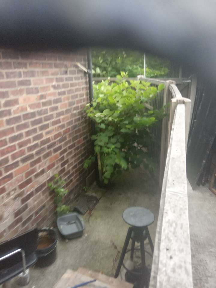 Japanese Knotweed surveyor assessing an infestation on-site during a professional survey visit in the UK
