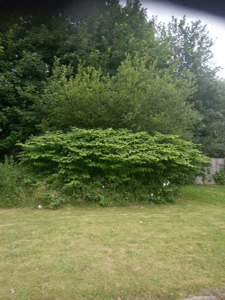 Japanese Knotweed professional treatment being carried out on an infested site in the UK