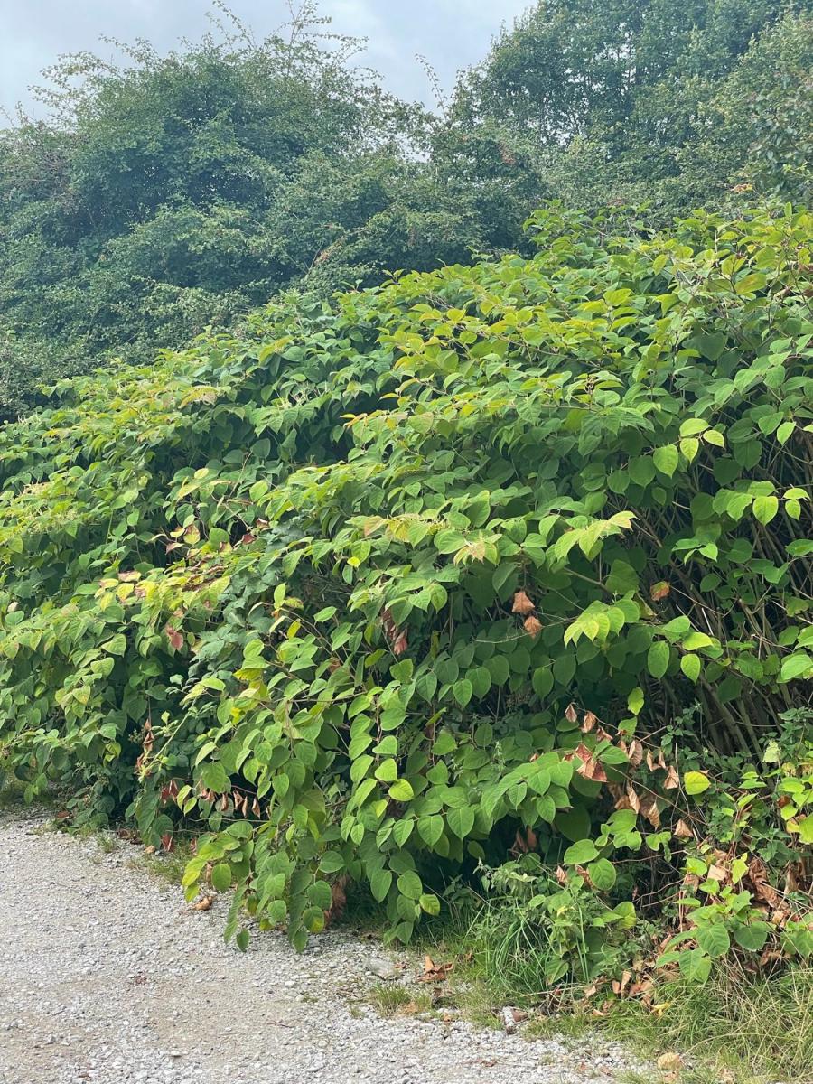 A close-up view of a dense patch of Japanese Knotweed showing characteristic spade-shaped leaves and tall bamboo-like stems.