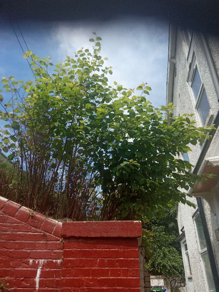A mature stand of Japanese Knotweed growing directly against a red brick garden wall and the side of a residential house.
