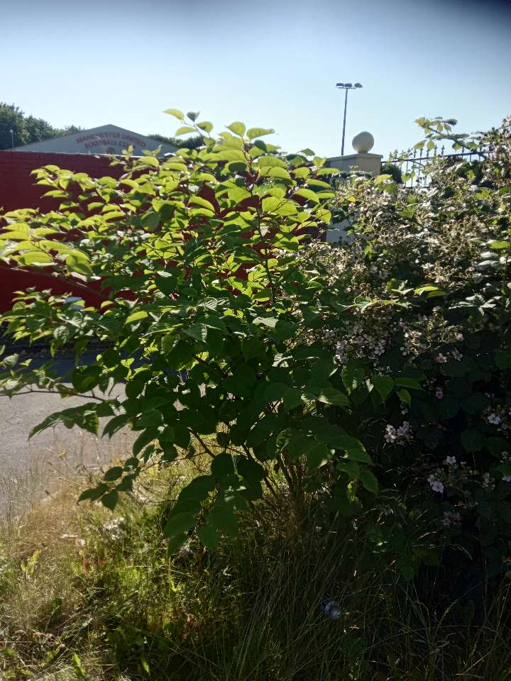 Young Japanese Knotweed plant growing near a commercial building boundary wall.