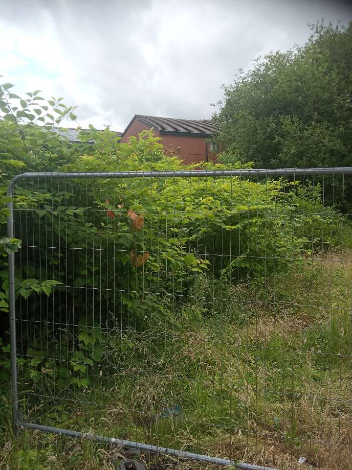Japanese Knotweed infestation secured within a construction fence at a development site in the UK.