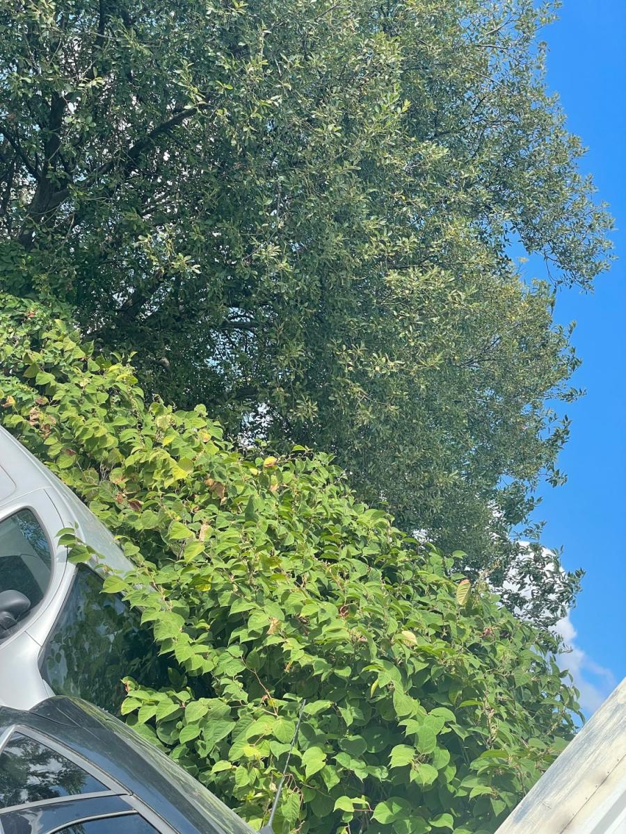 Japanese Knotweed foliage growing next to parked cars, demonstrating the risk of cross-contamination in commercial settings.