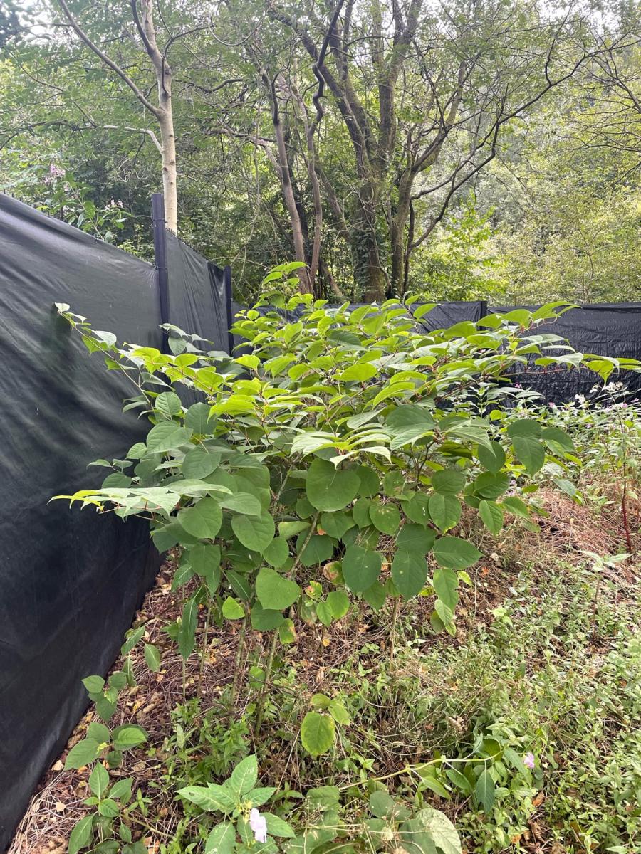 Japanese Knotweed growth contained within a treated area using protective black landscape membrane to prevent further spread.
