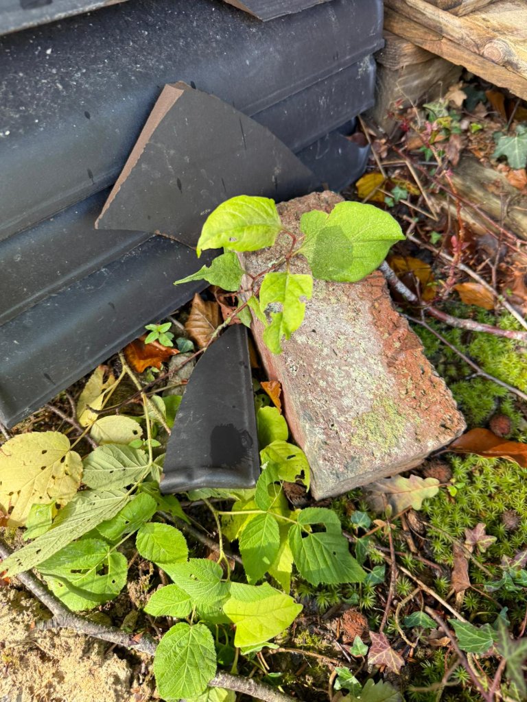 Japanese Knotweed stand thinning out in autumn revealing structure