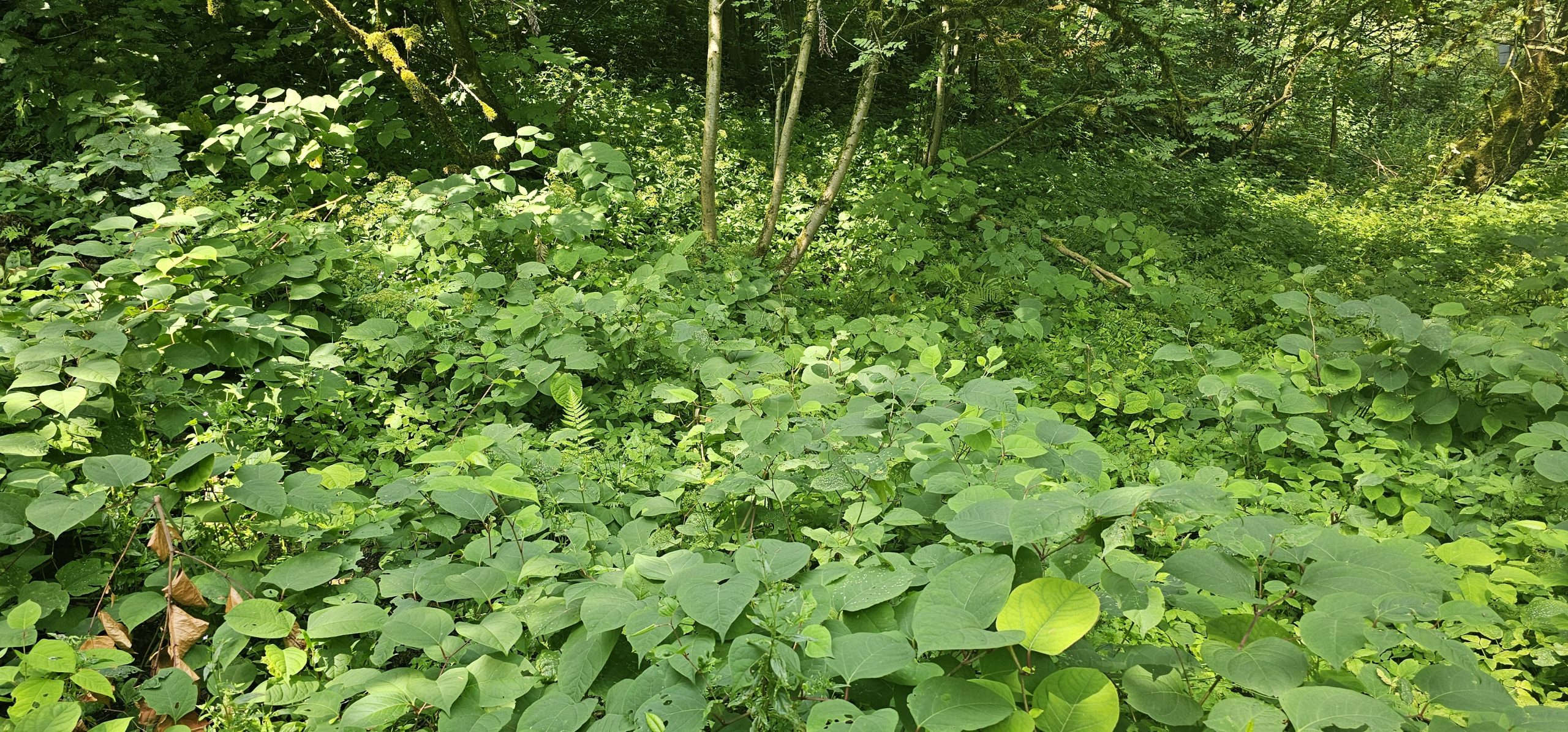 Dense Japanese knotweed growth among woodland vegetation at a historic site in Buxton, Derbyshire