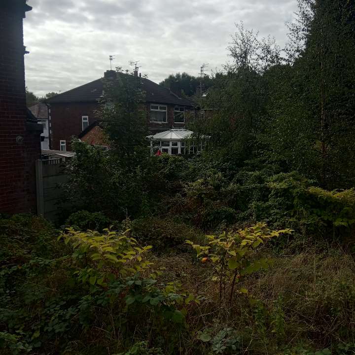 View of a residential garden showing Japanese Knotweed spread near a home.