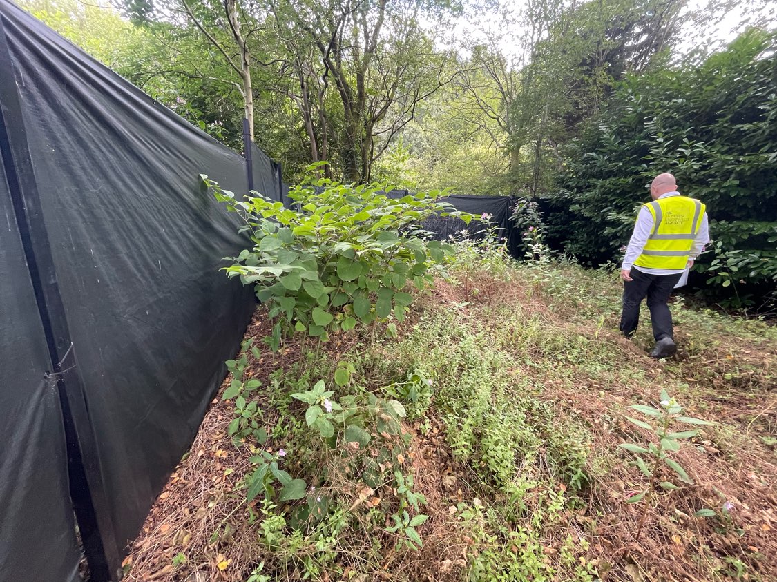Technician in high-visibility clothing inspecting a Japanese Knotweed exclusion zone during removal.