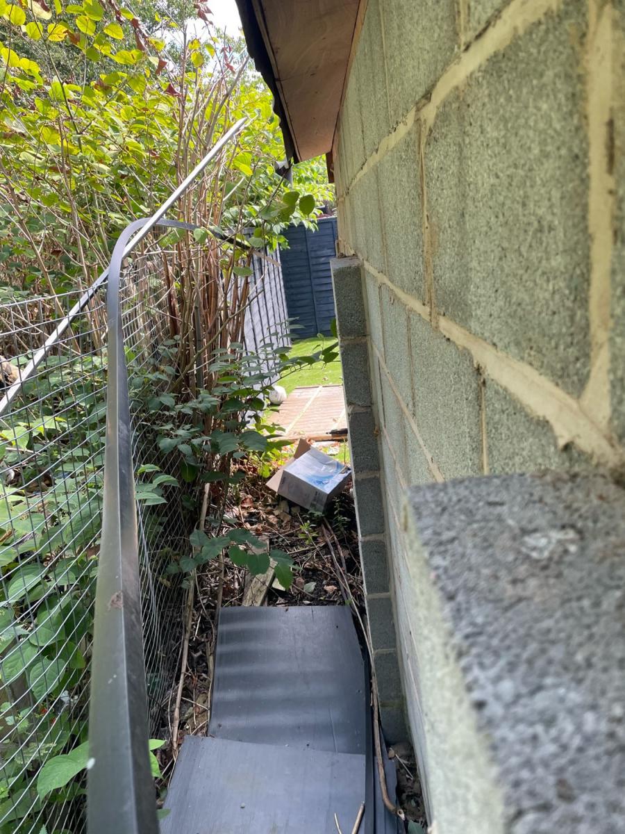 Japanese Knotweed infestation growing in a narrow space behind a residential wall, requiring professional removal.