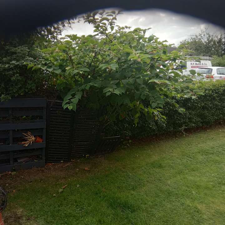 Large, leafy Japanese Knotweed plant growing near a wooden fence in a residential garden.