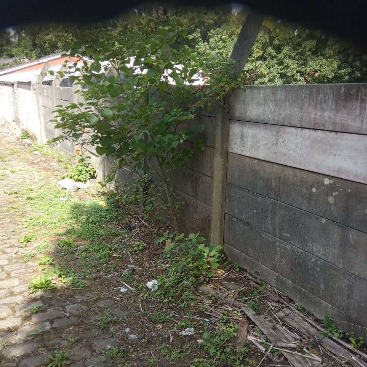 Japanese Knotweed rhizome root system being excavated and removed from contaminated ground in the UK