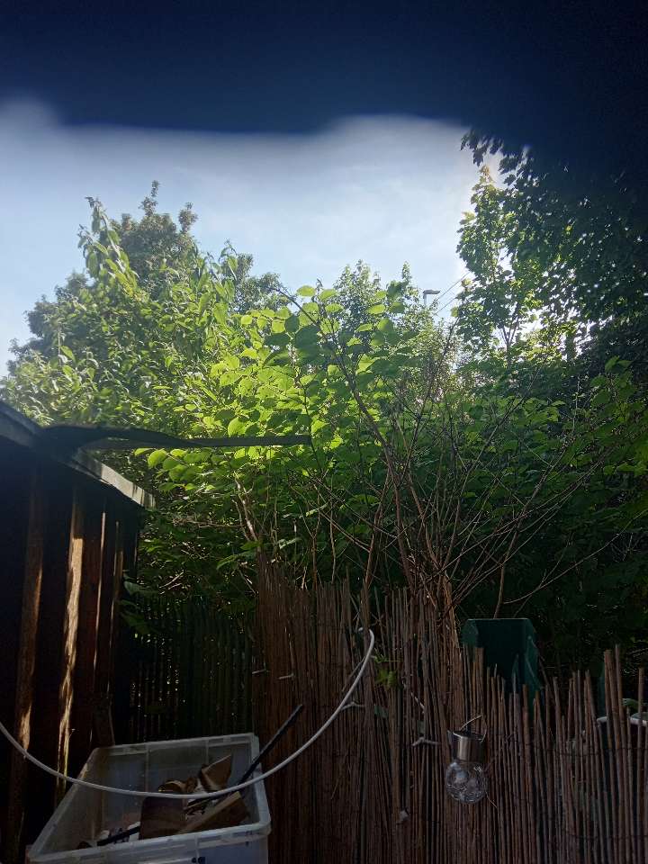 Japanese Knotweed treatment on a commercial development site in the UK showing large-scale infestation