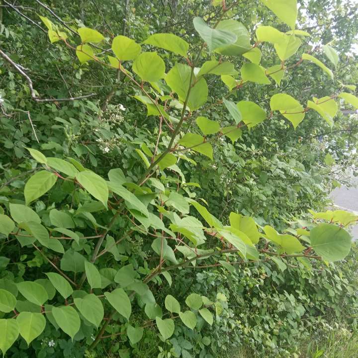 Close up of Japanese Knotweed leaves showing characteristic spade shape and reddish stems for identification.