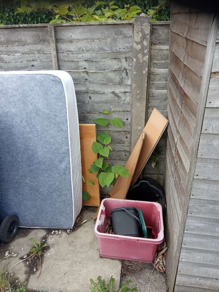 Small Japanese Knotweed growth found in a residential garden corner near a wooden fence and household items.