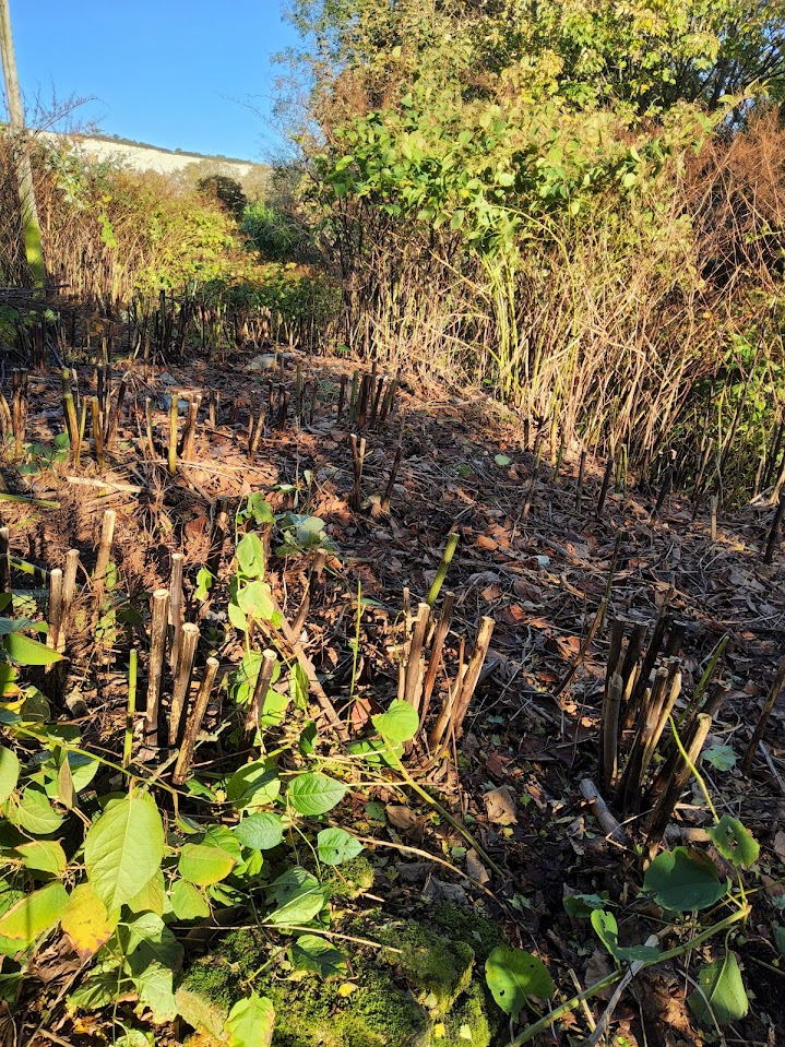 Japanese Knotweed site showing cut canes on the ground, representing a stage in the removal and treatment process.
