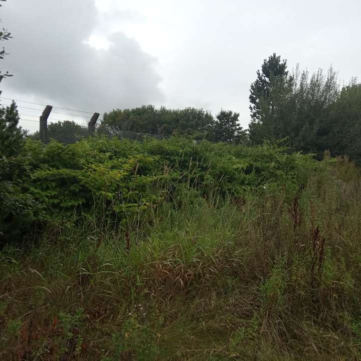 Wide view of a large Japanese Knotweed infestation in an open area during a professional survey.