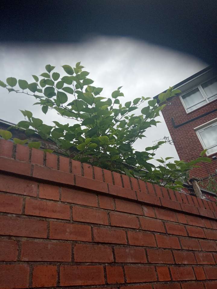 Japanese Knotweed stems growing against a residential brick wall, posing a potential threat to property foundations and structural integrity.