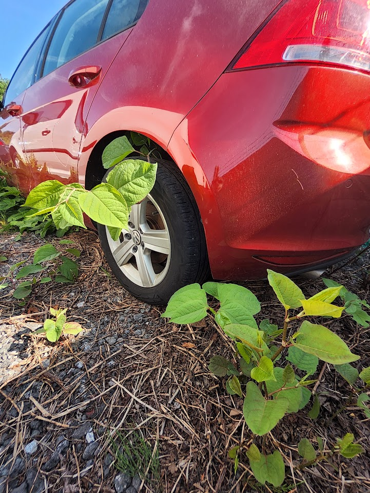 Japanese Knotweed shoots growing around the tyre of a parked car, highlighting the invasive nature of the weed.