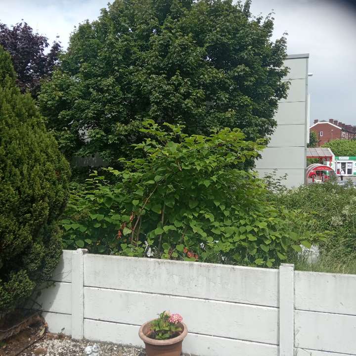 Tall Japanese Knotweed growth near a residential fence and garden planter, highlighting the need for immediate professional treatment.