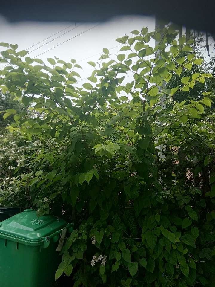 Japanese Knotweed stems growing behind a green residential wheelie bin, highlighting typical garden encroachment.