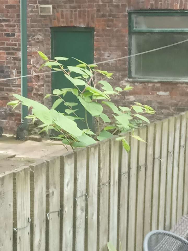 Japanese Knotweed professional site survey being conducted with documentation of infestation extent in the UK