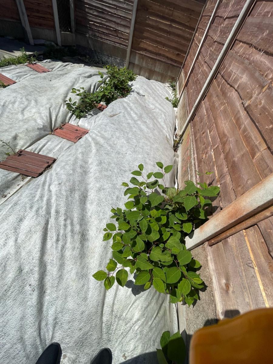 Japanese Knotweed site covered with white membrane as part of a professional herbicide treatment programme.