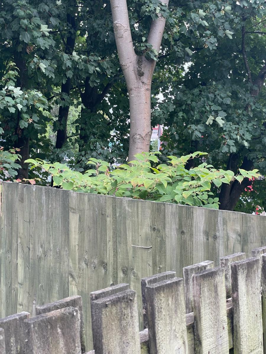 Japanese Knotweed plants spreading from an adjacent property over a garden fence.