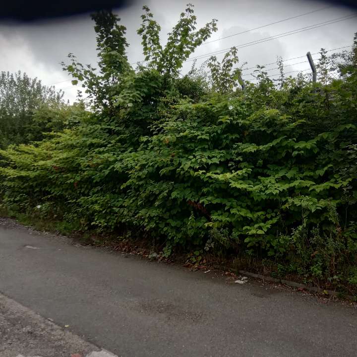 Large-scale Japanese Knotweed infestation along a public road in the UK, requiring professional removal services.