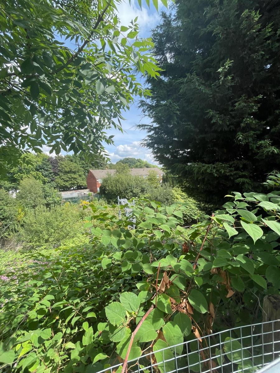 Large Japanese Knotweed growth visible in a residential garden area, encroaching on nearby property.