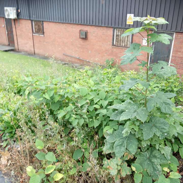 A patch of Japanese Knotweed growing beside a commercial brick building, requiring expert commercial removal services to prevent damage.
