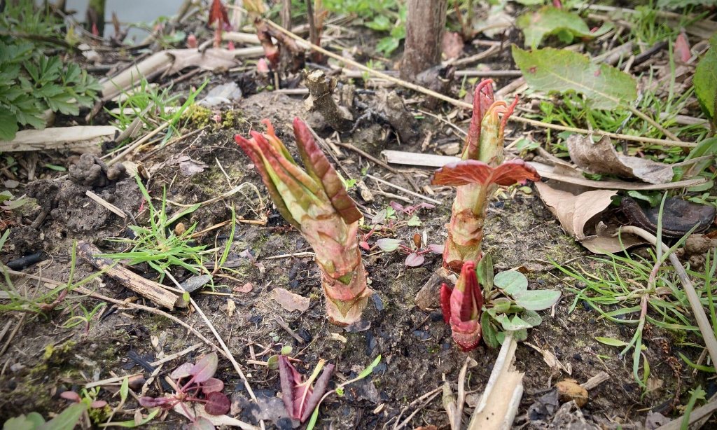 Close-up of Japanese Knotweed young stems and unfurling leaves in spring
