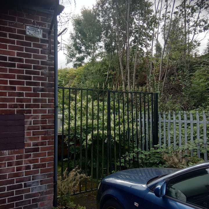 Japanese Knotweed growth seen behind a security fence at a commercial premises, posing a potential risk.