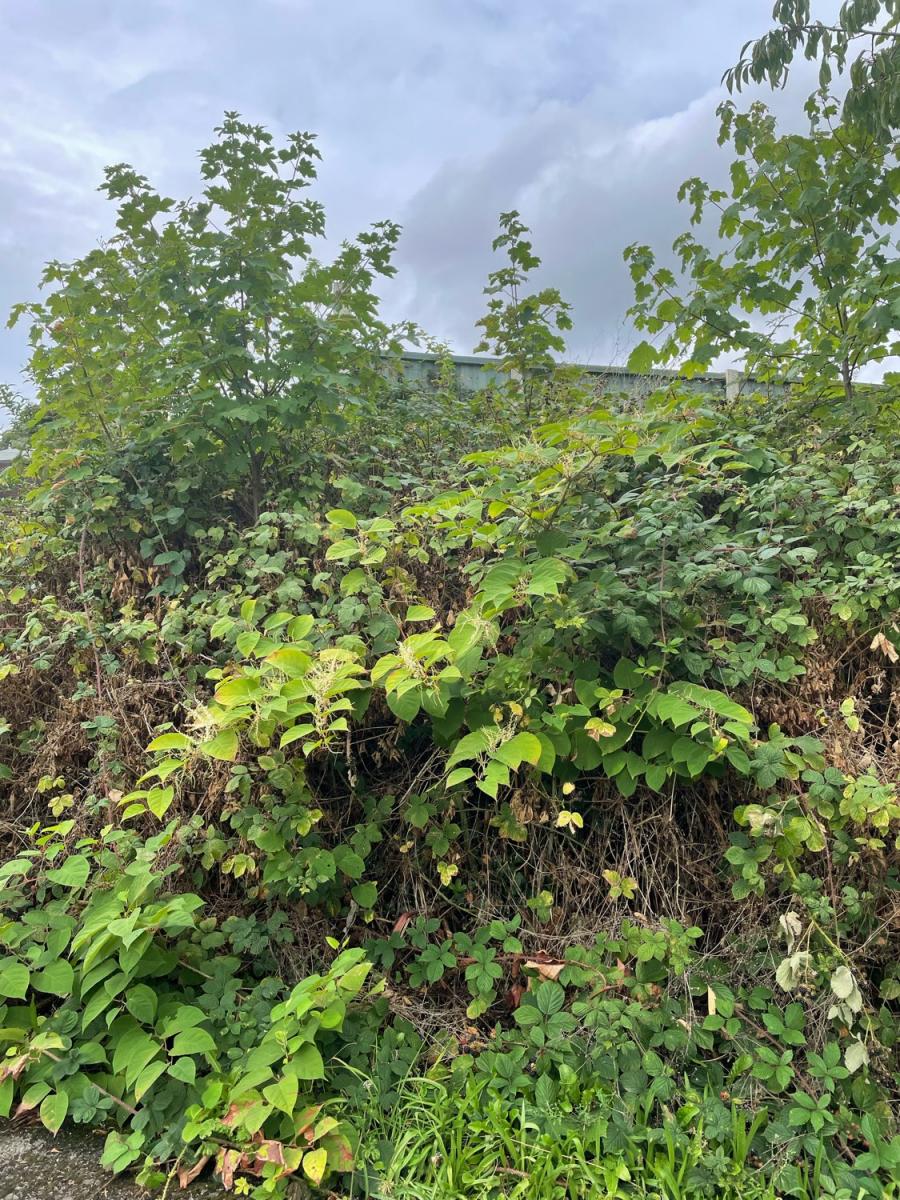 Close up photo for Japanese Knotweed identification showing mature stalks and foliage.