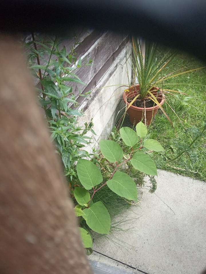 Young Japanese Knotweed shoot growing near a potted plant and wooden fence, identified by our experts.