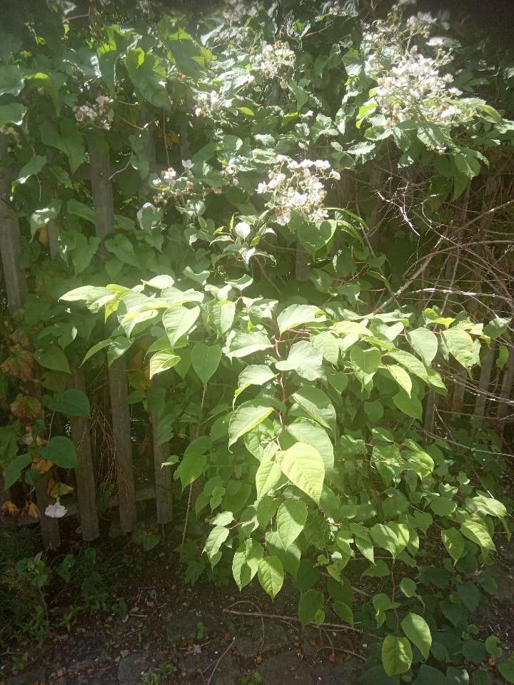 Close-up of Japanese Knotweed leaves and white flowers growing near a wooden fence.