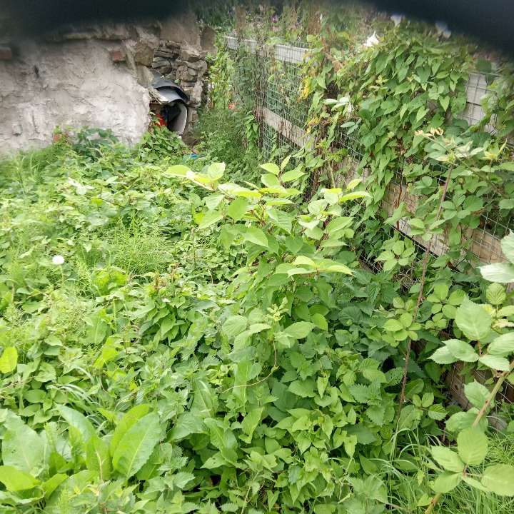 Thick overgrowth of Japanese Knotweed and brambles against a garden fence, indicating a severe infestation.
